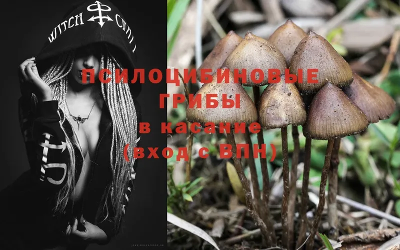 как найти закладки  Чебоксары  Псилоцибиновые грибы MAGIC MUSHROOMS 