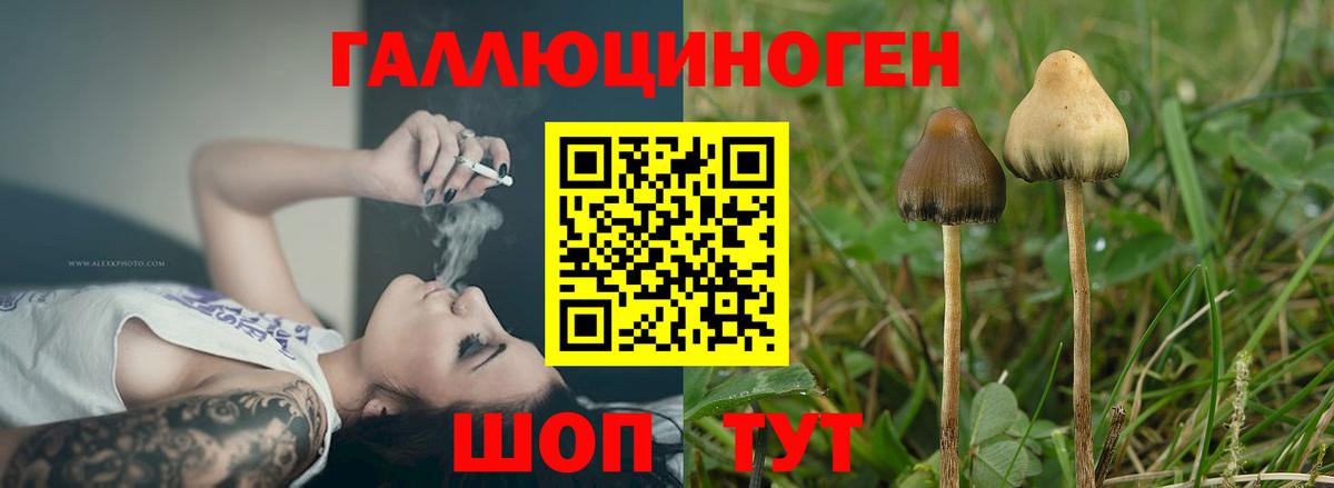 Галлюциногенные грибы Psilocybine cubensis  цены наркотик  Чебоксары 